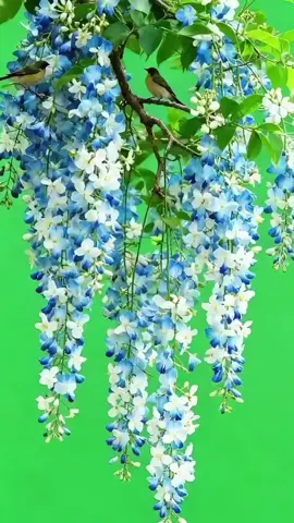 #birds #flowers #naturebeauty #videobackground #foryou 