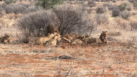 #samburutiktokers #samburunationalreserve #tourwithjimmy #elephants #lioness #lionesswithebabyelephantkill