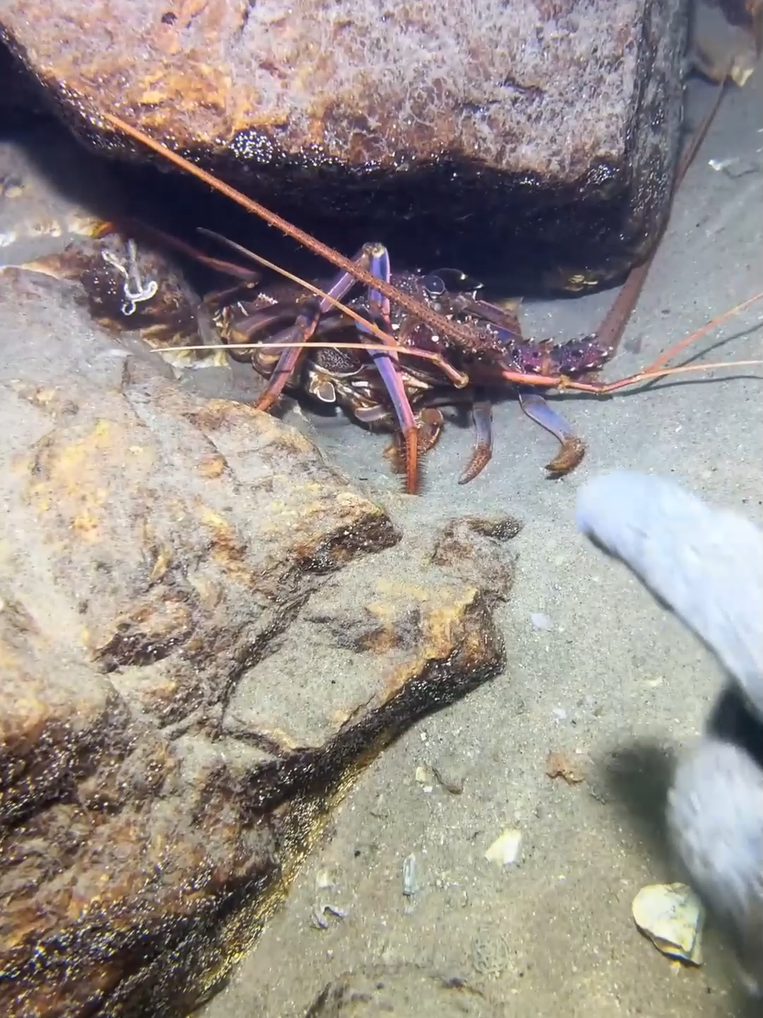 #fishing #deepsea #nemo #eels #diving #crab #lobster #beach #nature #sea #catchthesea