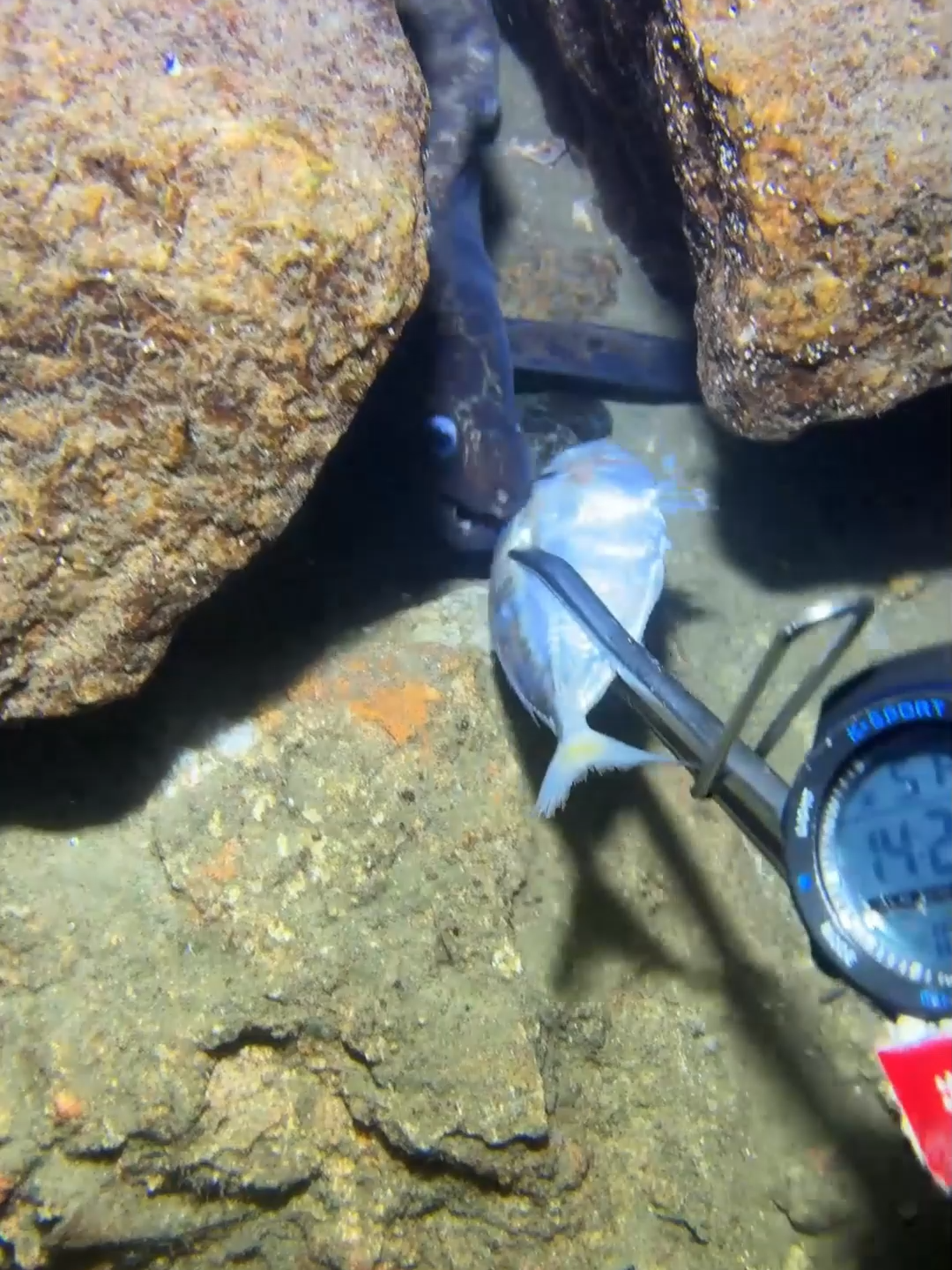 #fishing #deepsea #nemo #eels #diving #crab #lobster #beach #nature #sea #catchthesea