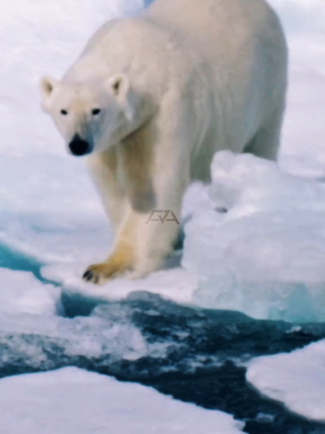 Si Pemburu Raksasa dari Dunia Es #BeruangKutub #PolarBear #Wildlife #AnimalFacts