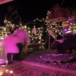 Skunk tantrum. Stomp stomp. #skunk #skunks #halloween #cute #skunksoftiktok 
