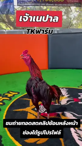 เช็คเป้าผ่านสุดท้ายเรียบร้อยดี #จ้าวปัณณ์ไก่ชน🐔 #เนปาล #tkฟาร์ม #ชมถ่ายทอดสดกดลิ้งหน้าโปรไฟล์ #คลิปย้อนหลังไก่ชน 