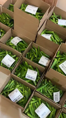 #okra #okrasegar #okrahijau #grobogan #purwodadi 