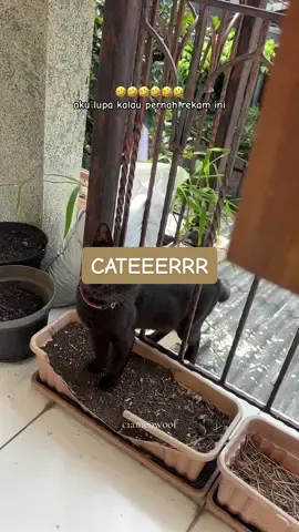 kucing item tuh CAPEEERR banget asliii... tiap hari kerjaannya meong2 ga jelas mau cari apa? 🤣🤣🤣 cari perhatian lah apa lagi 😂🤌🏼 kucing paling clingy 🐈‍⬛  #blackcat #kucinghitam #clingycat #kucingmanja #caper 