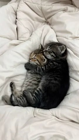 You are the quiet place my heart runs to #catsoftiktok #cat #viral #fyp #magichour 