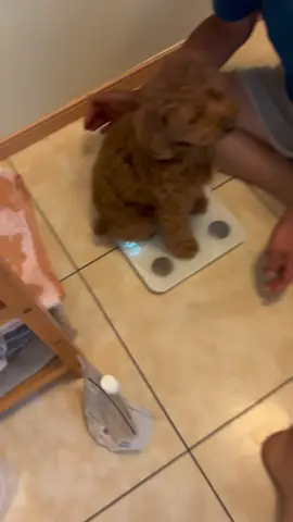 #ダイエット#犬