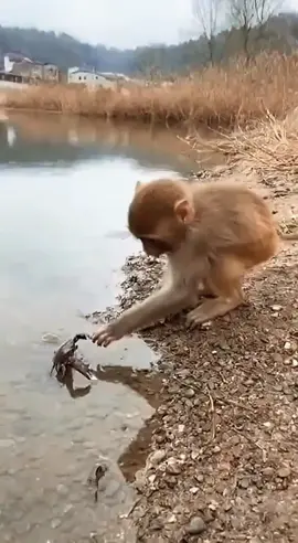 AW AW aw#funnyvideos #monkey #animalsvideos #justforyou #fyp 