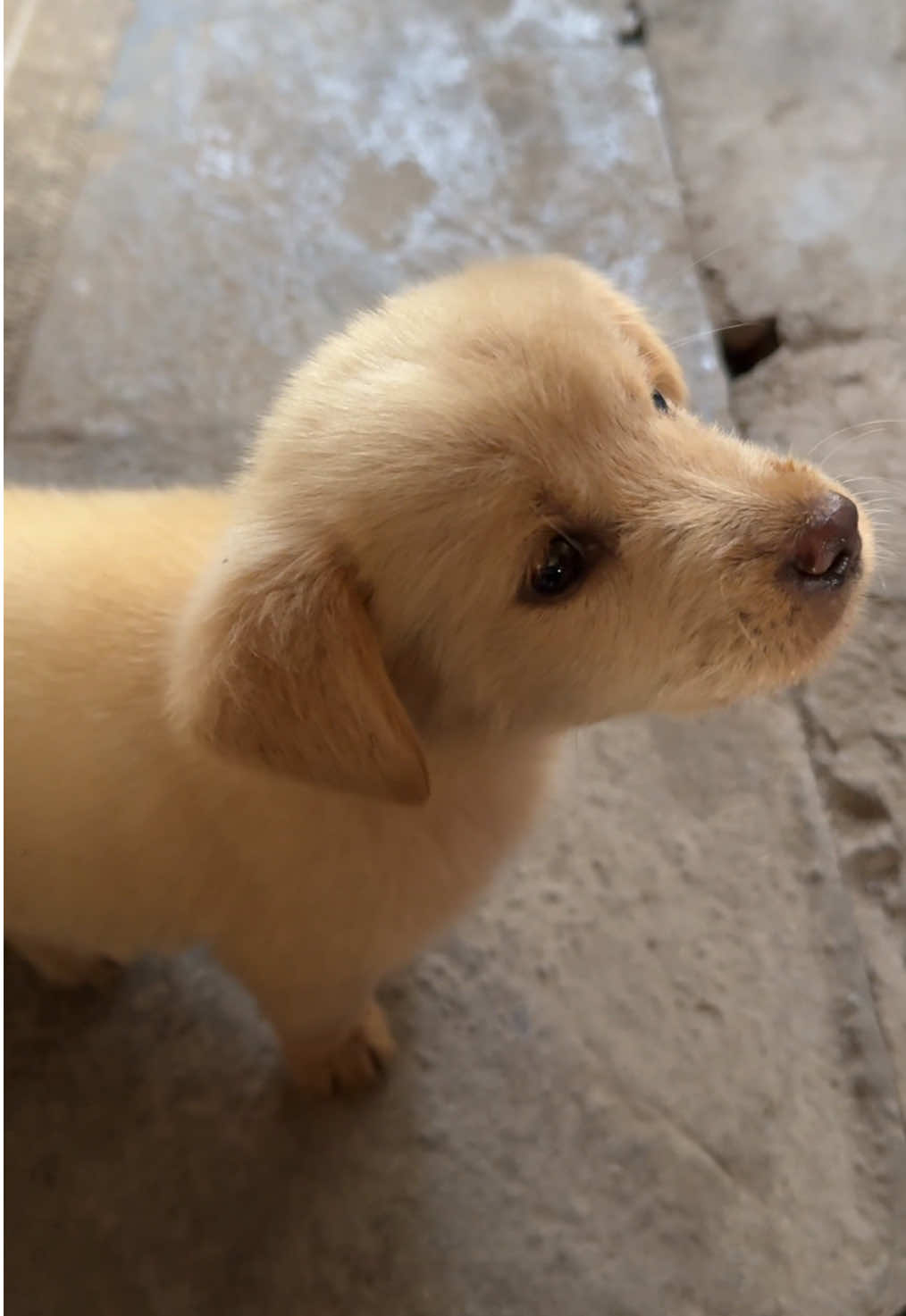 #dog #fyp #cutedog #doglover 