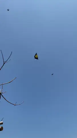 biuhh layangane sopo ki#pelayangblitarselatan#pelayangdesa#blitar24jam#fypage 