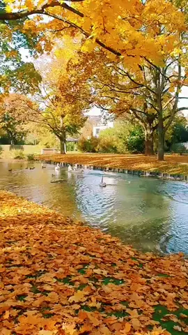 Evet Mevsimler'den Sonbahar. #sonbahar #autumn #ekim#