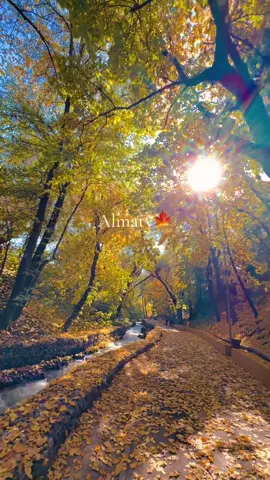 Золотая осень в Алматы 🍂🍁🇰🇿❤️❤️❤️❤️❤️❤️❤️❤️❤️❤️#алматы #терренкур 