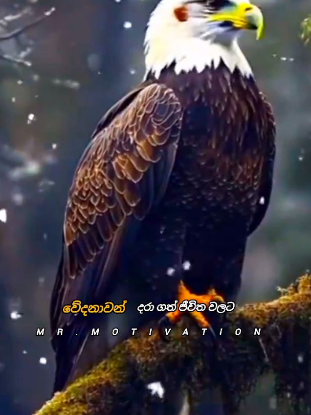 වේදනාවන් දරා ගත් අයට‼️💯👍#sinhalamotivation #sinhala #motivation #viraltiktok #sinhalaquotes  join my youtube channel 