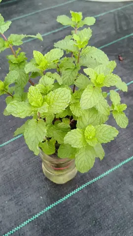 #สะระแหน่ #ปลูกผักในขวดน้ำ #เกษตรกร #เกษตรผสมผสาน #ฟีดดดシ @แม่น้องออมสิน @แม่น้องออมสิน @แม่น้องออมสิน 