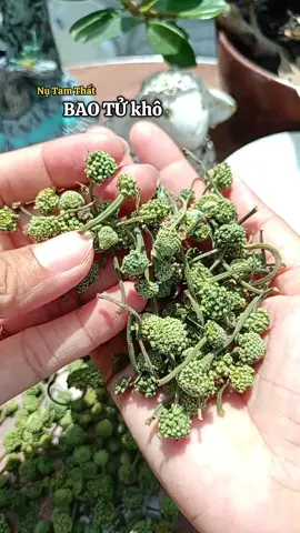 Nụ tam thất bao tử khô#gocgonbemai #nutamthat #songkhoe 