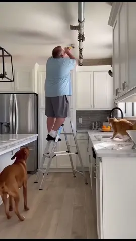 Cat and Dog conspired a thing #viral #fyi #pets #cat #dog 