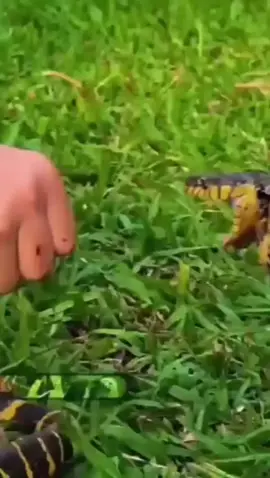 cara mengatasi jika kita di patok ular berbisa.. 🤫🤫#reelsviralシ #fyp #motivation 