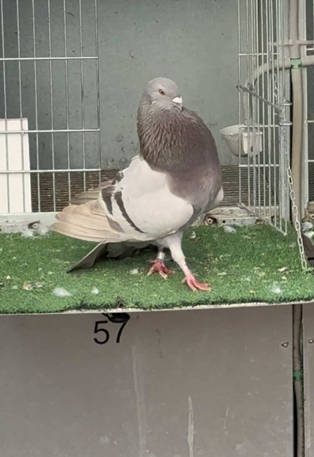 Ya se está empezando a ver algo.  #palomosdeclase #palomospain #pigeon 