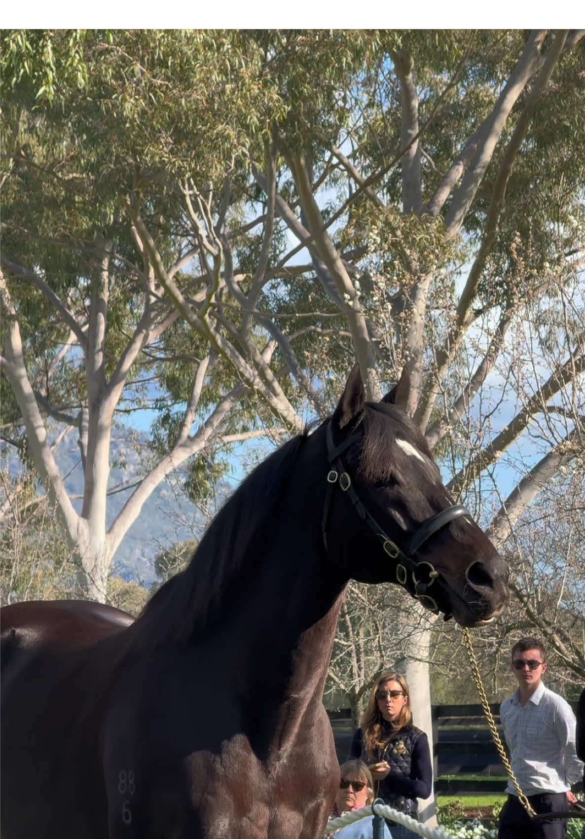 🕊️ VALE SO YOU THINK 🕊️ @CoolmoreAus 10-time Group 1 winning sire SO YOU THINK has died, aged 19. 💔 Trained by the legendary Bart Cummings, he won 10 Group 1s Our thoughts go out to the team at @Coolmore Australia 🤍 “He was an absolute gentleman, an incredibly kind and intelligent horse and this is a sad day for all the staff that have looked after him so well at Coolmore since he retired in 2012” - @TomMagnier