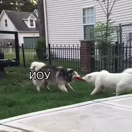 😎😎ЁУу #Собаки_ёу😎