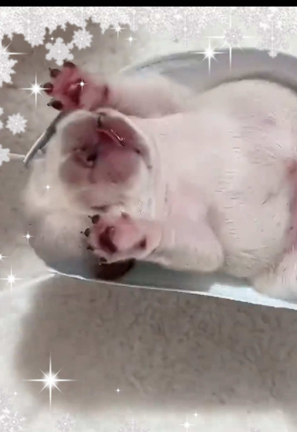 happy pibble compilation #thepibblepost #pibble #fypシ #tiktok #gmail 