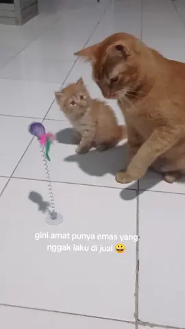 #oyenbarbar #kucinglucu #kucinggemoy #fypシ゚viral #catlover 