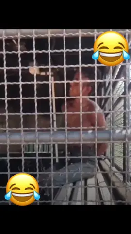 មើលម៉ែហែង😂🤣🤣