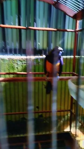 c cungko terdepe juga🤲 yukk buat yang nyari masteran bisa di bantu #masteranburung #burungmasteran #cucakcungkok #muraibatuindonesia #muraibatu 