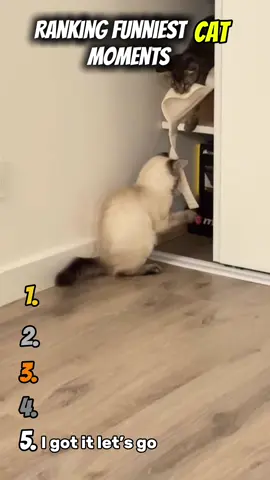 Ranking funniest cat moments #fyp #foruoupage #viral #cat 