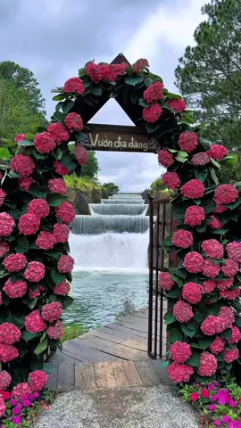 Những nơi đẹp nhất Đà Lạt mùa này p1 #dalat #thoitietdalat #tourdalat #sanmaydalat #vuondiadang 