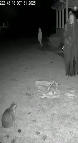 what is this 😱😨 #ai #sora #creature 