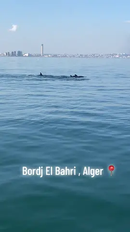🐬❤️#العاصمة🇩🇿 #الشعبي #مولوديةالجزائر #الشعب_الصيني_ماله_حل😂😂 #البحر 