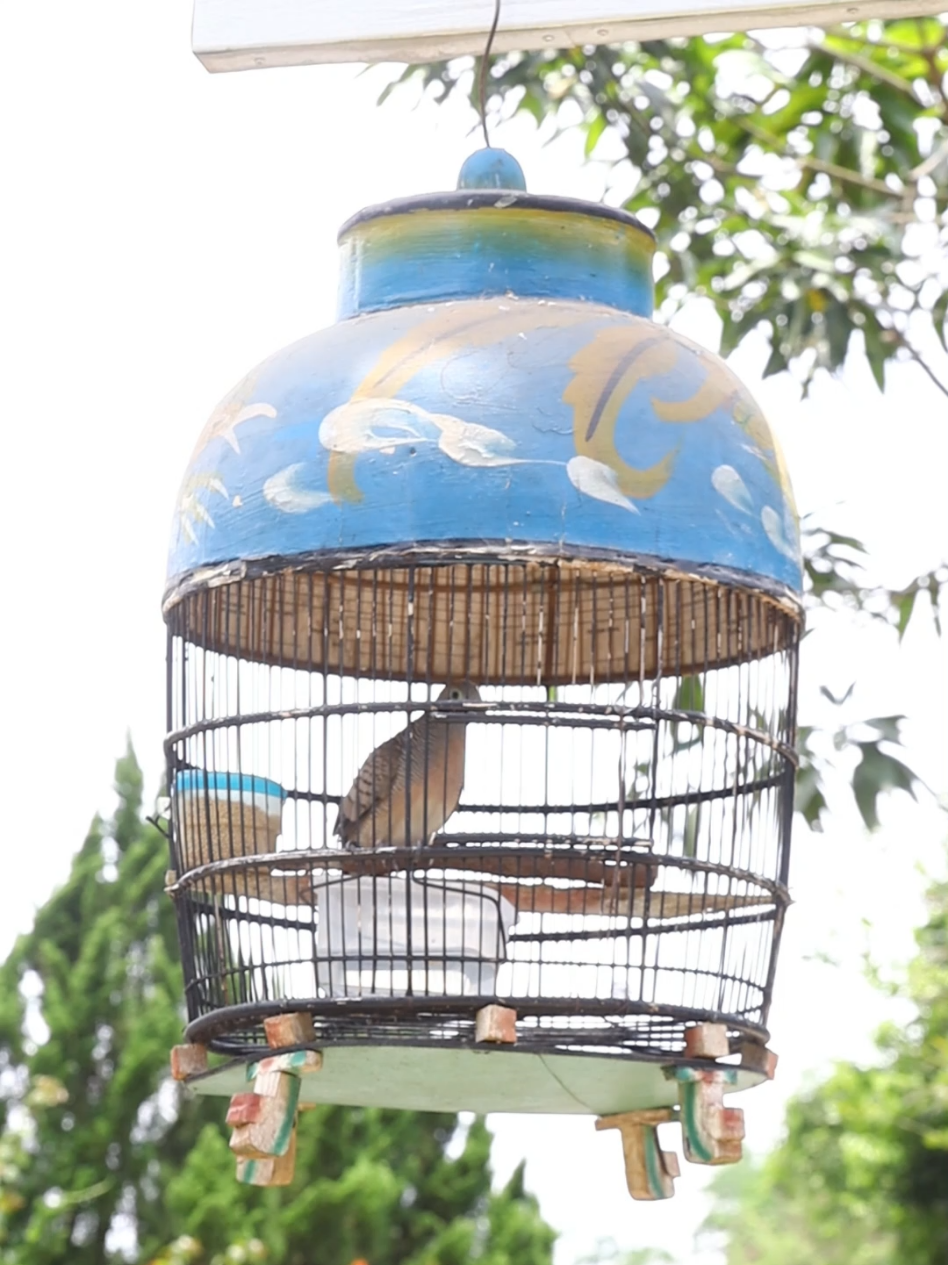 Burung Perkutut Manggung Gayer #perkutut #beranda #affiliate #affiliatemarketing #fyppppppppppppppppppppppp 