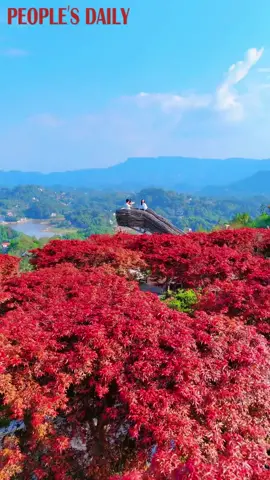 #Chongqing 🍁🏞️ Barevné listí na horských svazích vytváří podmanivou vizuální hostinu, která zachycuje krásu podzimu.
