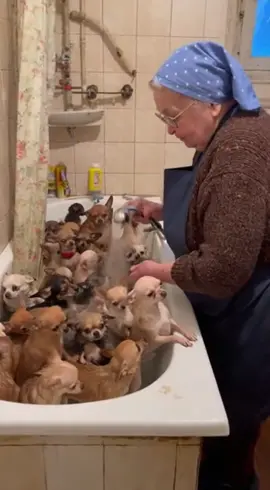 🛁 Grandma’s spa day: 30 chihuahuas, one bathroom — total chaos and happiness 😂🐾 Бабушка и 30 чихуахуа в ванной — пена, лай и полный порядок ❤️ #grandma #чихуахуа #funny #viral #DogTok