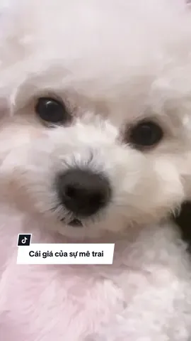Mê trai sớm và kết cục 🤣🤣🤣 #cuccungconner #thucungdethuong #chocondethuong 