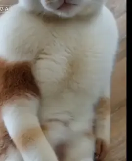 #potiron #danse 😅