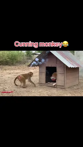 Cunning monkey#funnyvideos #monkey #dog 