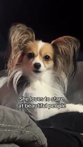 When you’re beautiful #fyp #dog #Papillion 