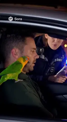 #mapassionlesanimaux🐾 #perroquet #Ai #sora2 