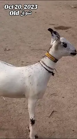 #onthisday #fyp #fyp #fyp @🔱 WADERO JIMMY 🔱 @𝕀𝑴𝐀𝑴 𝐀𝑳𝕀 @sainpanmurshid @its__ghaffar1💕 @Javed Baloch #fyp 