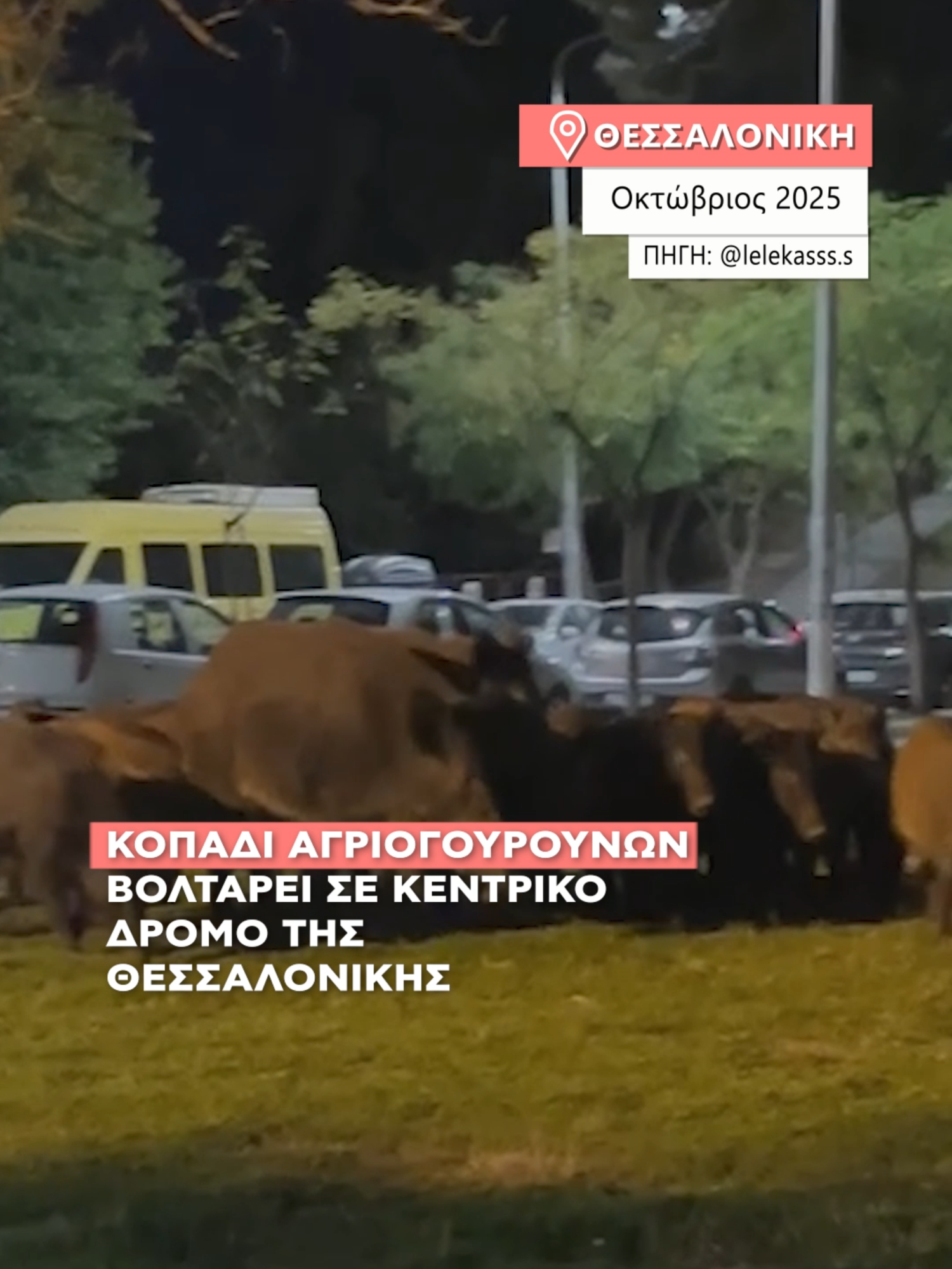 Την Κυριακή (19/10) μια οικογένεια αγριογούρουνων βόλταρε στους δρόμους της Τούμπας, προκαλώντας ανησυχία στους κατοίκους της περιοχής, καθώς τα τελευταία χρόνια έχουν αυξηθεί τα περιστατικά εμφάνισής τους. #alphanews #thessaloniki