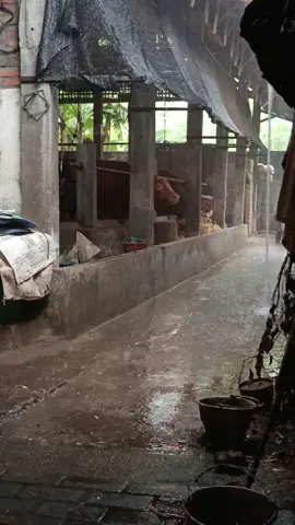 #sapiindonesia🇮🇩 #ngadiluwihkediri #sapisimentalsuper #sapijumbo #kediri24jam  di guyur benseger, cocok.e golek anget2an