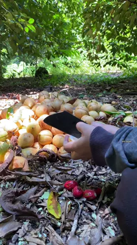 Andai saja, semua semua pekerjaan secepat ini #buahpala #tidore #malukuutara #fyppppppppppppppppppppppp #masukberanda 