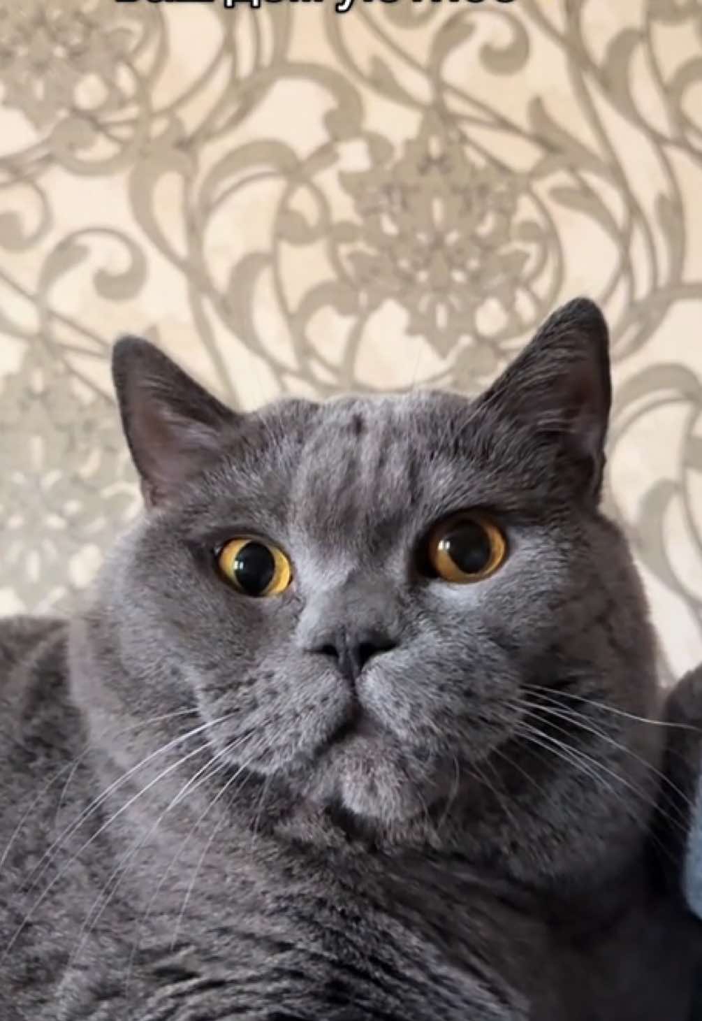 #британецкот #кот 