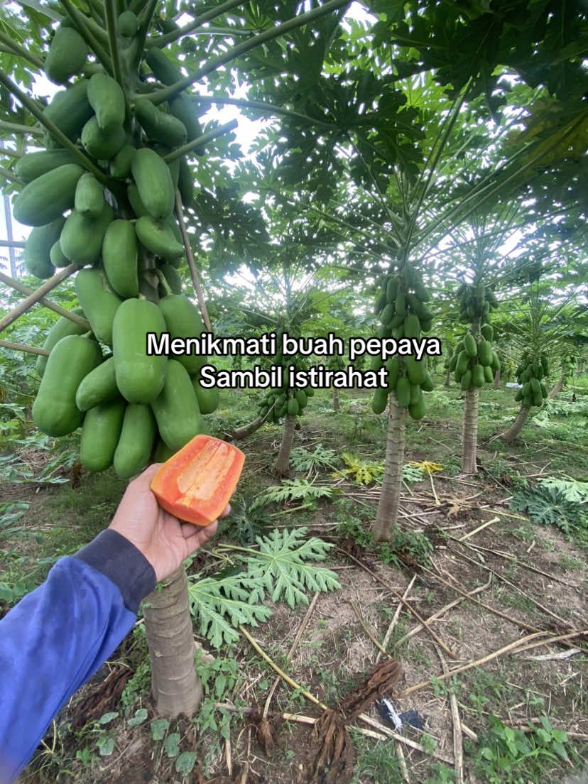 Menikmati buah pepaya lansung di kebun sambil istirahat rasanya mantap #pepaya #buahpepayacalifornia #pepayacalifornia #pepayacalina #buahpepaya #petikbuahpepaya #panenpepaya #hargapepaya 