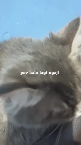 always nyamper trus cari posisi yg enak, abis tu bobo😺☝🏻