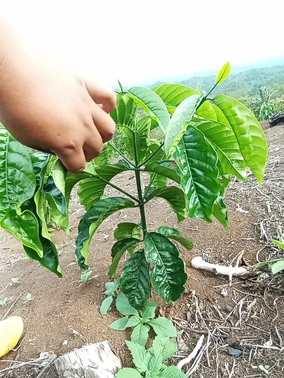 Merawat 2400 Batang Kopi Robusta yang sudah berumur 6 Bulan #pohonkopi  #petanikopi  #caramerawatkopi  #petanimuda 