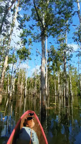 Gudang nya kelalawar Rawa sakor  #papuaselatan #papsel 