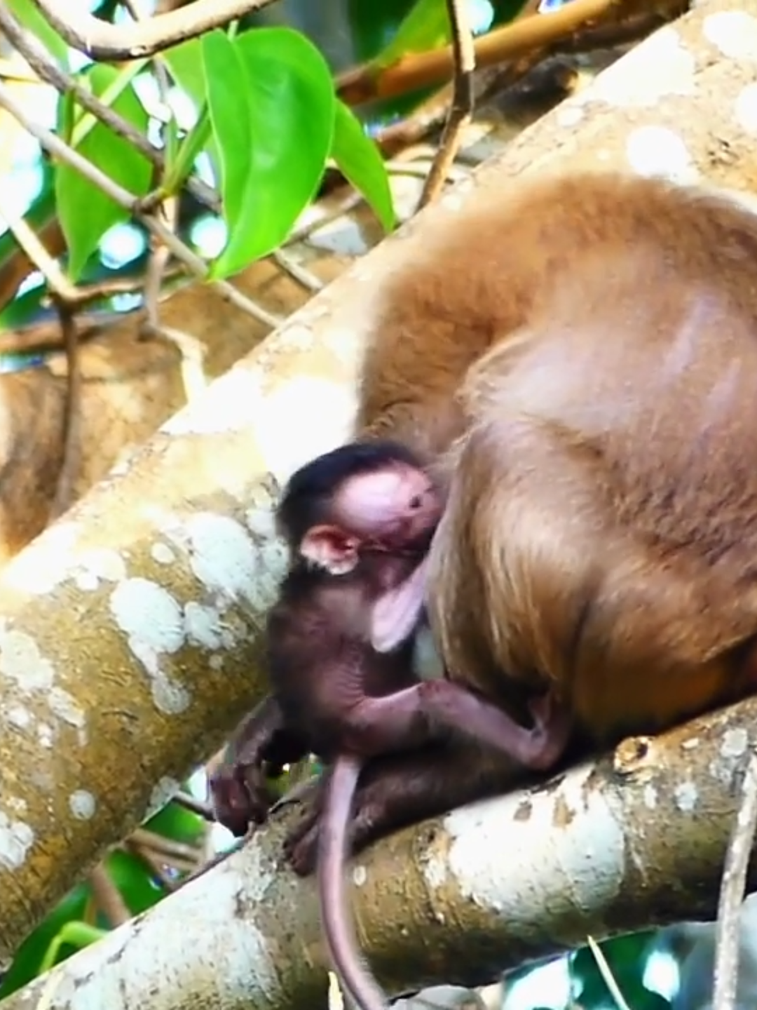 Hot News😂... Old Mum JULLA s+te+als cute baby monkey EMOLY to w+a+r+n _ d+r+o+p from high tree (001)#monkeydluffy #monkeysoftiktok #monkeycute
